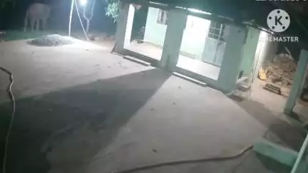 ଢେଙ୍କାନାଳ ସଦର: ହରଡବେରଣା ଗ୍ରାମରେ କାନ୍ଥ ଭାଙ୍ଗିଲା ଦନ୍ତାହାତୀ,କାଶିନାଥ ବାବାଙ୍କ ଆଶ୍ରମରେ ୫ ହାତୀ ସିସିଟିଭି କ୍ୟାମେରାରେ କୈଦ