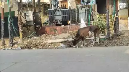 फुटपाथों पर खुले में फेंके गए कचरा व प्लास्टिक को खा रहे हैं मवेशी, हो रहे बीमार