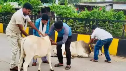 सुकमा: जिले में सड़क दुर्घटनाओं को रोकने के लिए NH-30 पर पशुओं को लगाया गया रेडियम बेल्ट