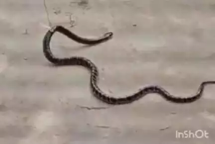 अटरू: मुसई गुजरान गाँव में सर्पदंश से महिला की हुई मौत