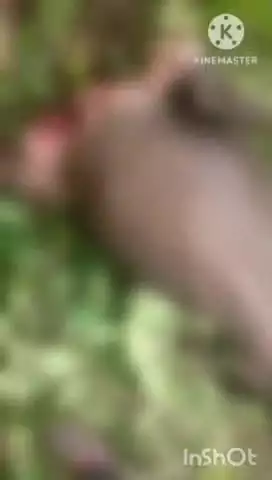 कुही: डोडमा शिवारात वाघाने केली म्हशीची शिकार, शेतकऱ्याचे ५० हजार रुपयांचे नुकसान