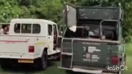 सिंदेवाही: शिंदेवाही जंगल परिसरातील रत्नापूर बीटात पट्टेदार वाघ आढळला मृत अवस्थेत