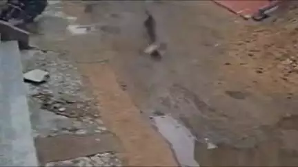 लाडपुरा: विवेकानंद नगर में डेढ़ साल के बच्चे पर आवारा कुत्तों ने किया हमला, सीसीटीवी फुटेज आया सामने, गंभीर घायल