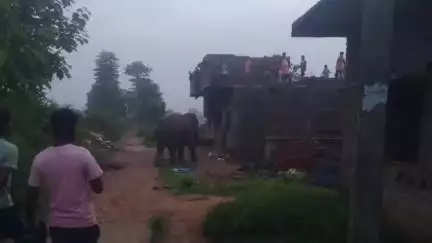 कुडू: कुडू प्रखंड के टीको मनातू गांव के रिहायशी इलाके में घुसा जंगली हाथी, ग्रामीणों में मची अफरा-तफरी