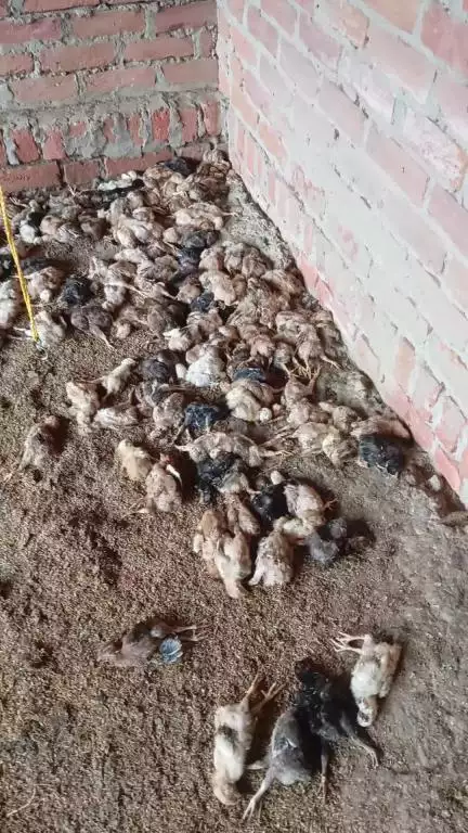 salon new petrol pump ke pass poultry farm mein Aag rakhne se vah bahut bada hadsa