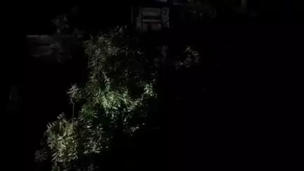 चंदेरी: इंदिरा पार्क के सामने बिजली के तारों पर गिरा विशाल पेड़, 5 घंटे तक बिजली सप्लाई रही बाधित