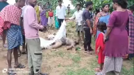 ଛେଣ୍ଡିପଦା: କତଡା ଡ଼ଙ୍ଗାଧର ସାହିରେ ହାତୀ ଆକ୍ରମଣରେ ଗଜ ସାଥୀଙ୍କର ମୃତ୍ୟୁ l