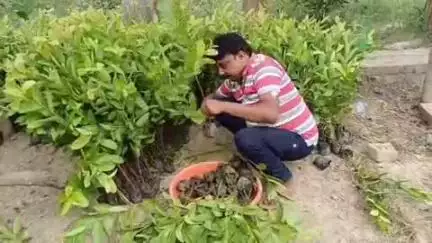 बिहार: नालंदा में एग्रो फॉरेस्ट्री योजना किसानों के लिए वरदान साबित हुई