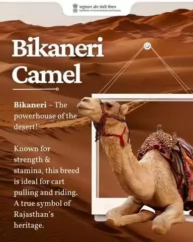 Jaisalmeri – The Endurance Expert
Born to walk the harshest terrains!
Used for long patrols and transport, this breed defines desert survival.