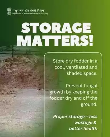 Don't let good fodder go to waste!
Store it right—away from direct sun, moisture, and pests.
 Keep it cool, ventilated, and dry.
Fungal-free fodder = disease-free animals.
Protect your feed. Protect your herd.