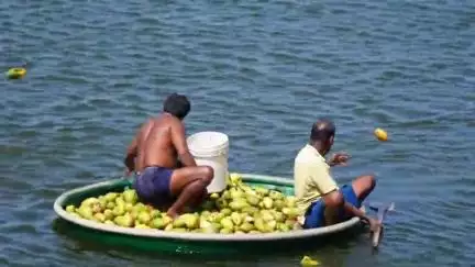 தருமபுரி: அன்னசாகரம் ஏரியில் மீன்களுக்கு உணவாகும் மாம்பழங்கள்..