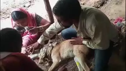 चोपडा: डांभुर्णी गावाबाहेर हरीण वर कुत्र्यांचा हल्ला, तरुणाने वाचवले हरीण चे प्राण, उपचार करून वनविभागाला दिली माहिती