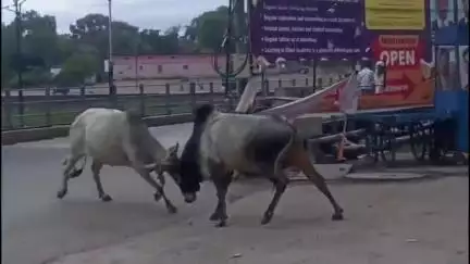 मऊरानीपुर: मऊरानीपुर में सांडो का आतंक,दहशत में लोग,सुखनई नदी पुल के पास बीच सड़क पर दिखी सांडो के बीच वर्चस्व की लड़ाई,वीडियो वायरल।