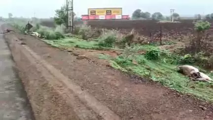कोलारस: नेशनल हाईवे के गिलगमा गांव में अज्ञात वाहन ने तीन गायों को रौंदा, मौके पर दर्दनाक मौत