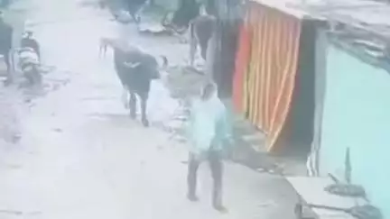 परळी: भरदिवसा शहरातुन म्हैस चोरी;चोरटा सीसीटीव्हीमध्ये कैद