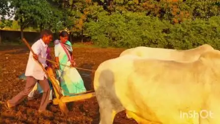 कुशलगढ़: कुशलगढ़ में बरसात के बाद किसान जुटे खेती में, नेता और अधिकारी भी कर रहे बुआई