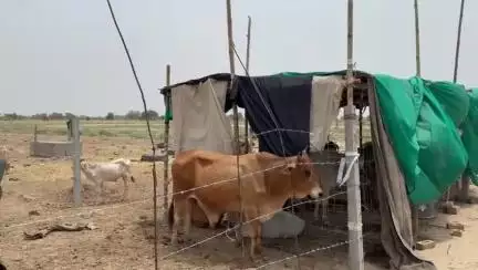ਅਬੋਹਰ: ਪਿੰਡ ਦੌਦੇਵਾਲਾ ਵਿਖੇ ਪੰਚਾਇਤੀ ਜਮੀਨ ਨੂੰ ਲੈ ਕੇ ਵਿਵਾਦ, ਪੰਚਾਇਤ ਅਤੇ ਗਉਸ਼ਾਲਾ ਕਮੇਟੀ ਹੋਈ ਆਹਮੋ-ਸਾਹਮਣੇ