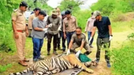 बूंदी: रामगढ़ टाइगर रिजर्व के एंक्लोजर में मौजूद बाघ को खुले जंगल में छोड़ने की तैयारी, विभाग ने बदला रेडियो कॉलर