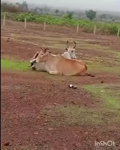 कोलारस: तेंदुआ पंचायत में लापरवाही: गौशाला में प्याज भरी, सड़कें पर गौवंश दम तोड़ रहे, वीडियो वायरल