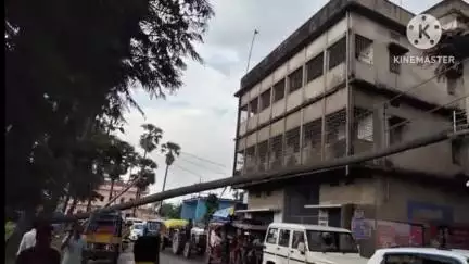 छपरा: छपरा के प्रभूनाथ नगर में बिजली के तार पर गिरा विशाल पेड़, आवागमन ठप