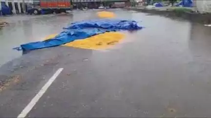 अम्बाला: बराड़ा क्षेत्र में मूसलाधार बारिश से अनाज मंडी, बराड़ा में भीगी मक्की की फसल, किसान चिंतित