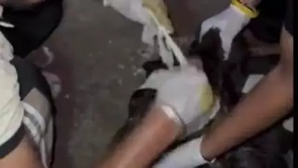 अम्बाला: अंबाला पटेल रोड से इलाज के दौरान लेब्रा नस्ल का डॉग लापता, वंदे मातरम दल कर रहा था इलाज