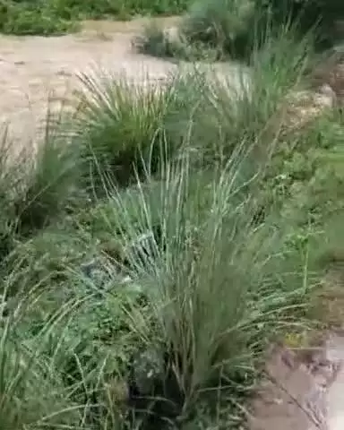 जगाधरी: भारी बरसात से दादूपुर नलवी नहर का किनारा टूटा, किसानों के खेतों में पानी घुसा, नुकसान