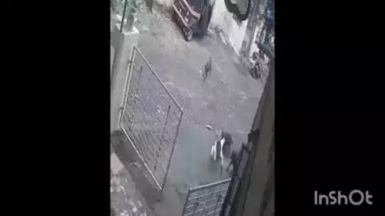 कल्याण: डोंबिवलीत पाच वर्षाच्या चिमूरड्यावर कुत्र्यांच्या टोळक्याचा हल्ला, थरकाप उडवणारा घटनेचा सीसीटीव्ही व्हिडिओ व्हायरल