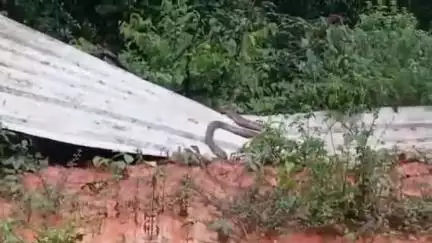 ಸಕಲೇಶಪುರ: ದೇವಾಲದ ಕೆರೆ ಗ್ರಾಮದಲ್ಲಿ ಕಾಣಿಸಿಕೊಂಡ ಬಾರಿ ಉದ್ದನೆಯ ಕಾಳಿಂಗ ಸರ್ಪ