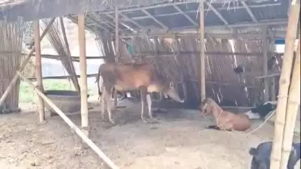 পূর্বস্থলী ১: নসিপুর এলাকায় গভীর রাতে গরু, মোষ চুরি, ঘটনাস্থানে নাদনঘাট থানার পুলিশ