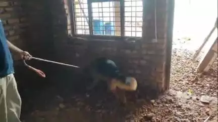 नूह: फिरोजपुर मेव गांव में जिला नशा मुक्ति टीम पहुंची, डॉग स्क्वाड के साथ पुलिस जांच में जुटी