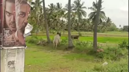 ஊத்தங்கரை: சுற்று வட்டார கிராமங்களில்  ஜல்லிக்கட்டு காளைகள் அட்டகாசம்: கட்டுப்படுத்த கோரி காவல் நிலையத்தில் பொதுமக்கள் புகார் #localissue