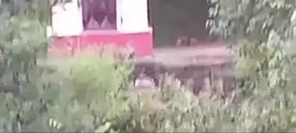 द्वाराहाट: विकासखंड द्वाराहाट के ग्राम सभा कुई में बाघ और शावकों के देखे जाने से ग्रामीण दहशत में, वन विभाग को दी जानकारी