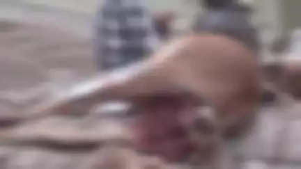 चांदपुर: नूरपुर में गुलदार का आतंक, गाय को बनाया निवाला, ग्रामीणों में दहशत का माहौल