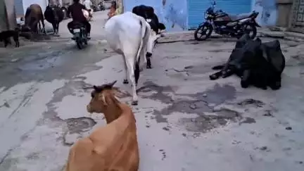 नागौर: नागौर शहर की सड़कों पर लावारिस गोवंश का कब्जा, शहर वासी परेशान,प्रशासन नहीं दे रहा ध्यान। #jansamasya