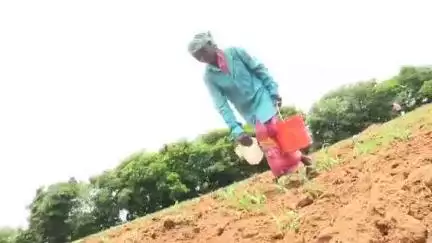 భిక్కనూర్: మొలకెత్తిన మొక్కజొన్నను కాపాడేందుకు జంగంపల్లి గ్రామంలో వాటర్ ట్యాంక్ ద్వారా పంటలకు నీరు పోస్తున్న రైతులు #localissue