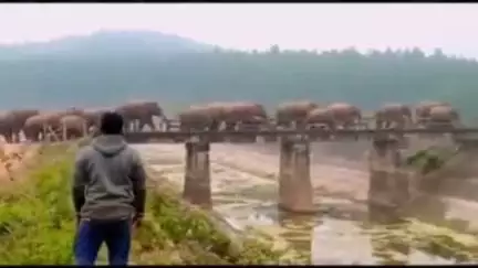 टाटीझरिया: टाटीझरिया के सिमराढाब में हाथियों ने घरों को तोड़ा, अनाज बर्बाद, लोगों में डर