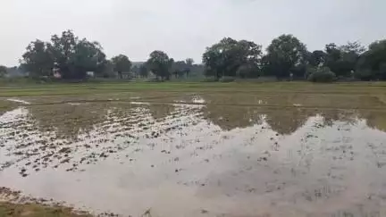 सिमडेगा: जिले भर में झमाझम बारिश से खेतों में लौटी रौनक, किसानों में जगी उम्मीद