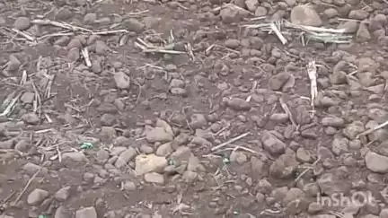 भीमपुर: भीमपुर में मक्का बीज नहीं उगने से किसानों की चिंता बढ़ी, कंपनी के अधिकारियों ने किया निरीक्षण