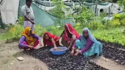 शामगढ़: शामगढ़ भानपुरा: संजीवनी निकुंज नर्सरी के अधिकारी ने मीडिया को पौधे की जानकारी दी