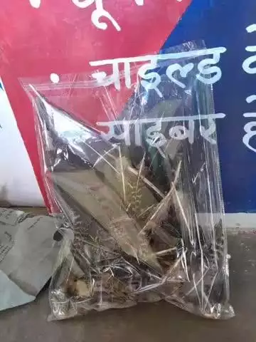 माधौगढ़: हिम्मतपुरा गांव निवासी व्यक्ति ने राष्ट्रीय पक्षी मोर को मौत के घाट उतारा, पुलिस ने उसके खिलाफ की कानूनी कार्रवाई