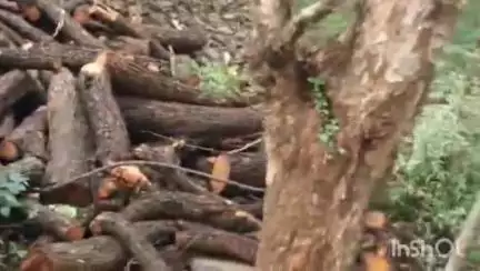 चितरंगी: चितरंगी पुलिस की अंतर्राज्यीय लकड़ी तस्करों पर बड़ी कार्रवाई, एक ट्रक खैर कीमती लकड़ी बरामद