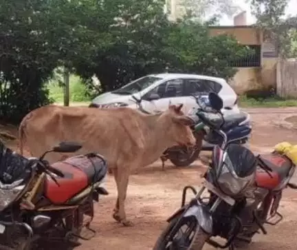 बगीचा: बगीचा S.D.M कार्यालय में गाय ने मचाया उत्पात, एक वकील सहित 2 अन्य लोगों पर किया हमला, 3 लोग घायल