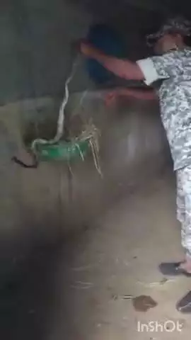 बस्तर: भोंड में घर के मुर्गी रूम में जहरीले सांप ने मुर्गी को मारा, फिर अंडे खाकर घोसले में छुपा, डायल 112 ने किया रेस्क्यू