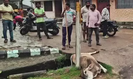 ଢେଙ୍କାନାଳ ସଦର: ସ୍ଥାନୀୟ ବଳରାମ ମନ୍ଦିର ନିକଟରେ ବିଦ୍ୟୁତ ଆଘାତରେ ଗୋରୁ ମୃତ