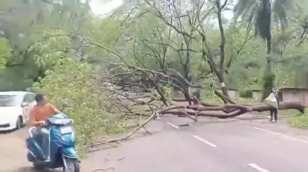 झांसी: केंद्रीय विद्यालय के पास बारिश के कारण पेड़ गिरा, राहगीरों को हुई आवागमन में परेशानी