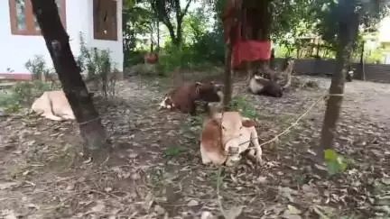 দাংতল ৰাজহ চক্ৰ: বেংতলত আৰক্ষীৰ অভিযানত অবৈধভাৱে সৰবৰাহ কৰা ১৮টা গৰুসহ বাহন জব্দ, এজনক আটক