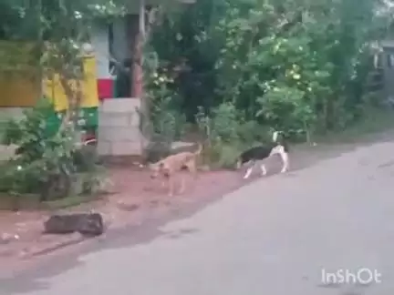 കാർത്തികപ്പള്ളി: വീയപുരം പായിപ്പാട്ട് തെരുവുനായ ആക്രമണത്തിൽ നിരവധി പേർക്ക് പരിക്ക്
