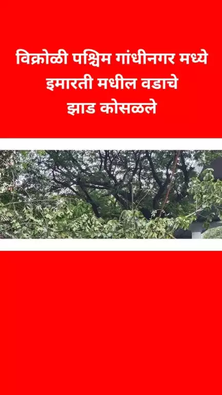विक्रोळी पश्चिम गांधीनगरमध्ये इमारती मधील वडाचे 
झाड रस्त्यावर कोसळले