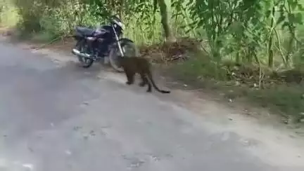 लखीमपुर खीरी मे युवक से कुश्ती के बाद बेदम और थके हारे कदमों से भागने का प्रयास करता हुआ तेंदुआ, इस जंग में युवक के साथ